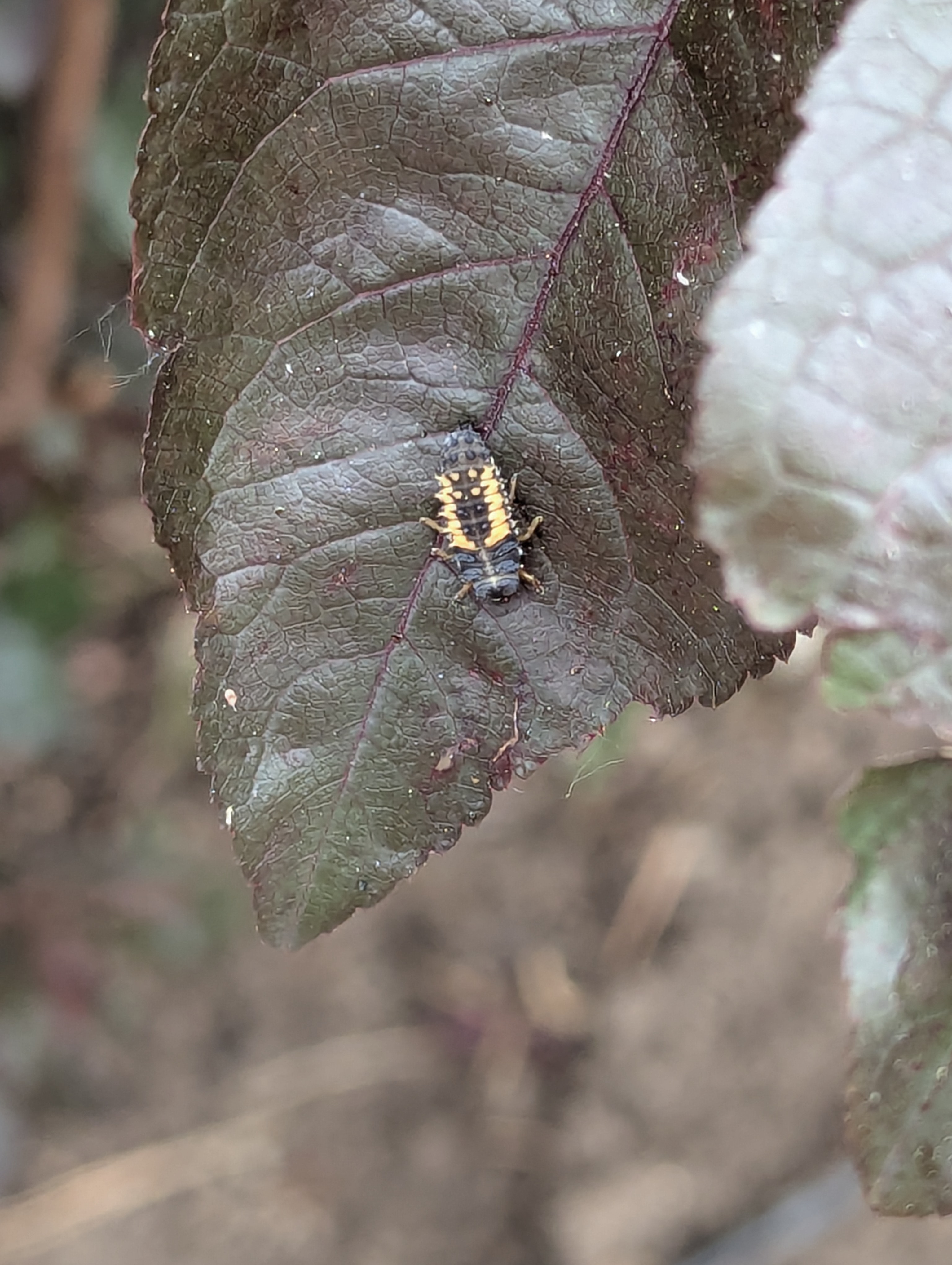 Father's Day, Golden, Colorado